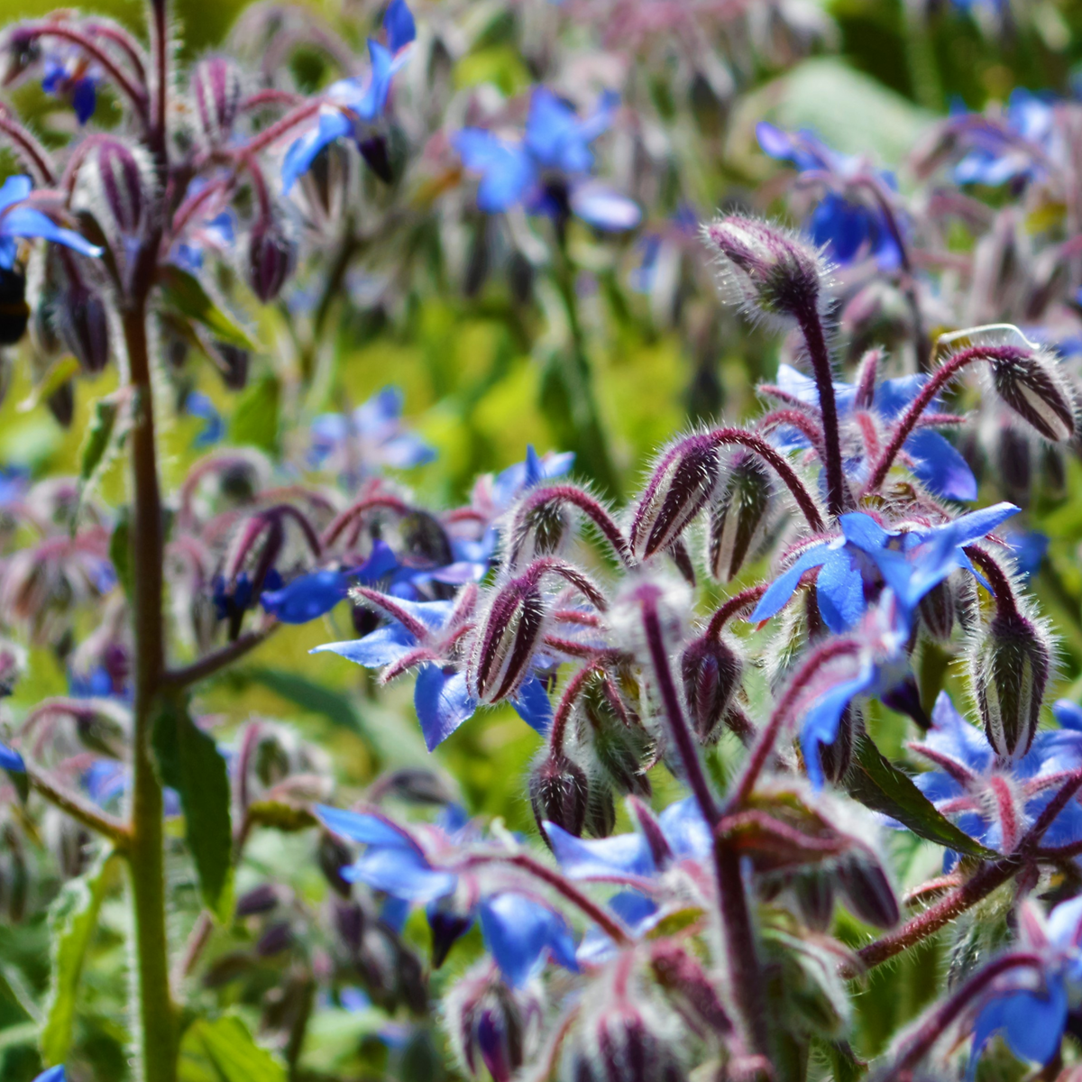 Borage Oil 