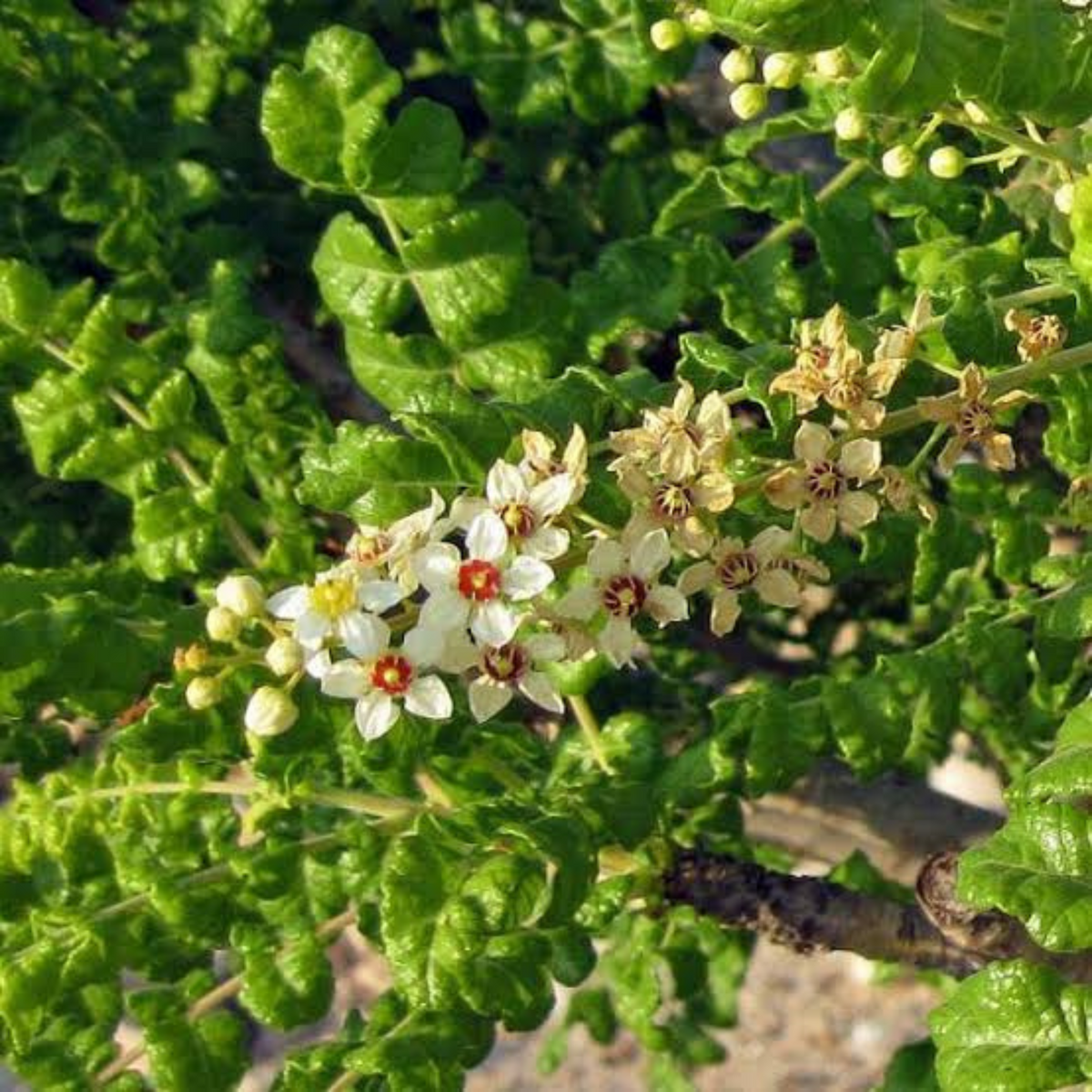 Frankincense 